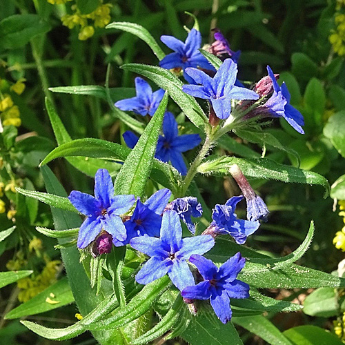 Blauer Steinsame / Buglossoides purpurocaerulea