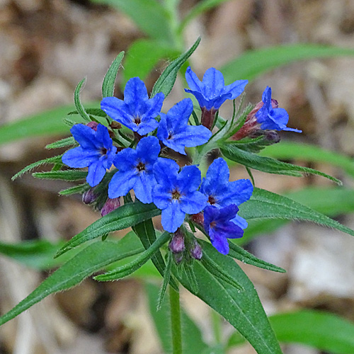 Blauer Steinsame / Buglossoides purpurocaerulea