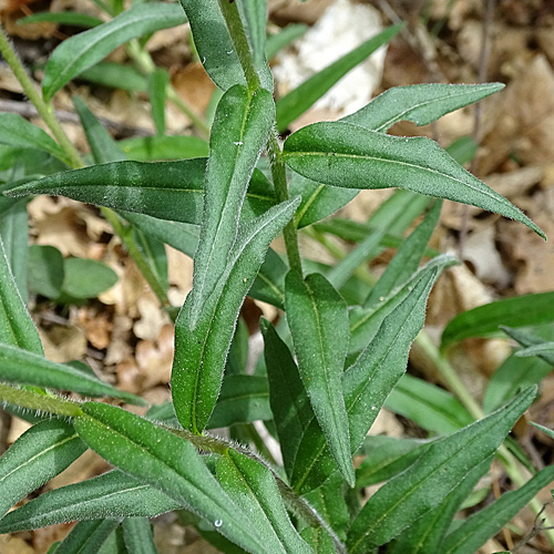 Blauer Steinsame / Buglossoides purpurocaerulea