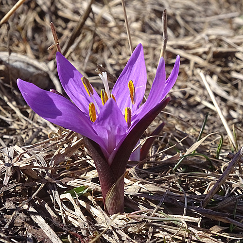 Lichtblume / Bulbocodium vernum