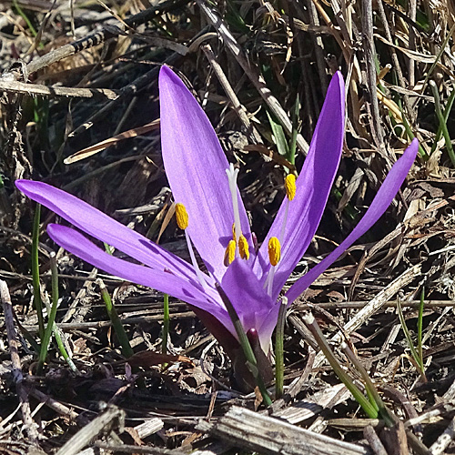 Lichtblume / Bulbocodium vernum