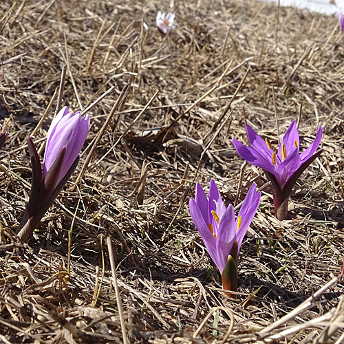 Lichtblume / Bulbocodium vernum