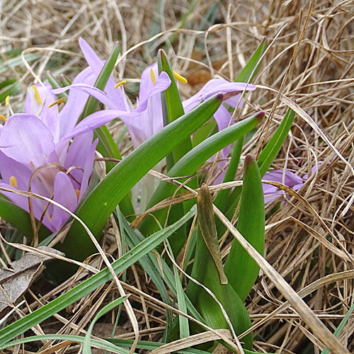 Lichtblume / Bulbocodium vernum