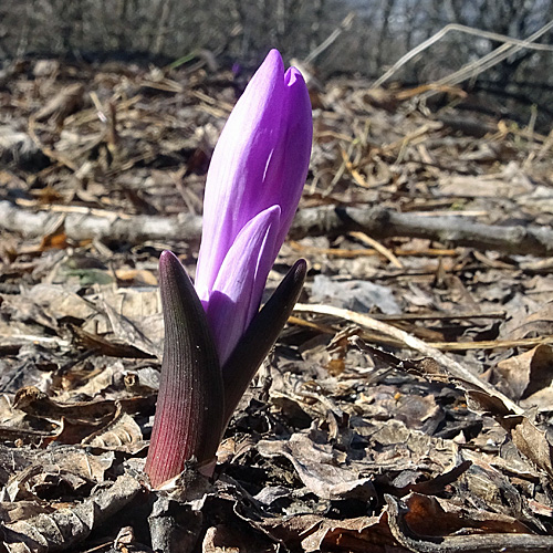 Lichtblume / Bulbocodium vernum