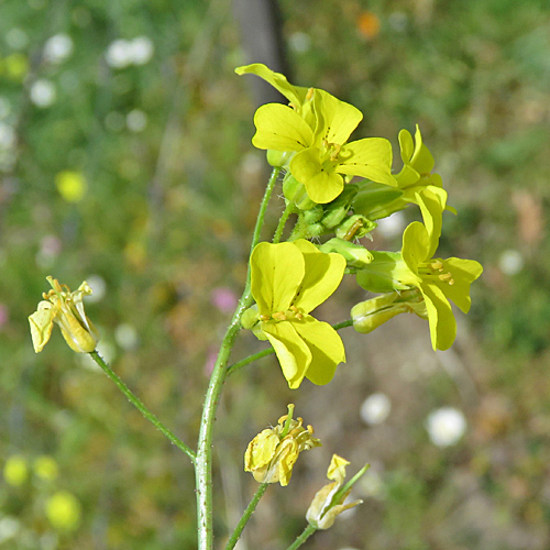 Geflügeltes Zackenschötchen / Bunias erucago