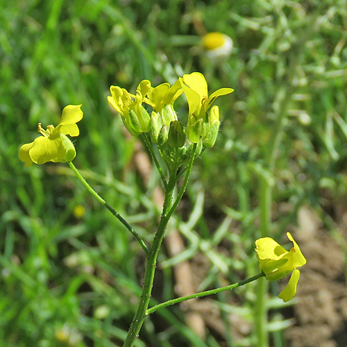 Geflügeltes Zackenschötchen / Bunias erucago