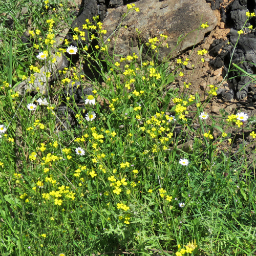 Geflügeltes Zackenschötchen / Bunias erucago