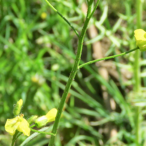 Geflügeltes Zackenschötchen / Bunias erucago