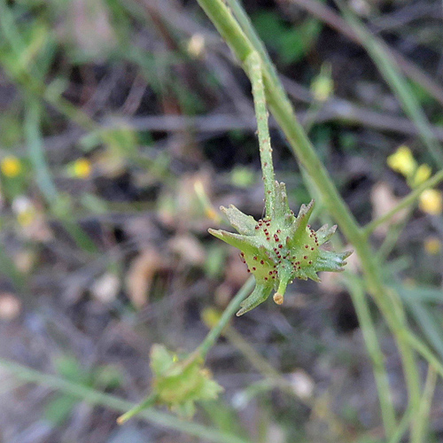 Geflügeltes Zackenschötchen / Bunias erucago