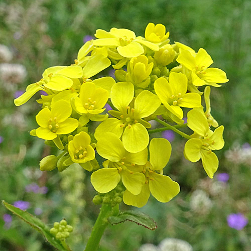 Glattes Zackenschötchen / Bunias orientalis