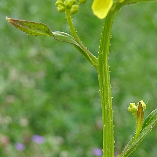 Glattes Zackenschötchen / Bunias orientalis