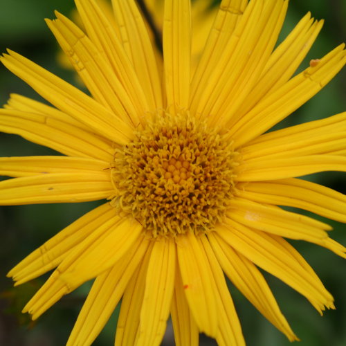 Weidenblättriges Rindsauge / Buphthalmum salicifolium