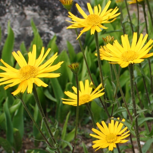 Weidenblättriges Rindsauge / Buphthalmum salicifolium