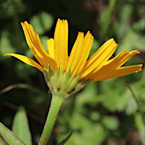 Weidenblättriges Rindsauge / Buphthalmum salicifolium