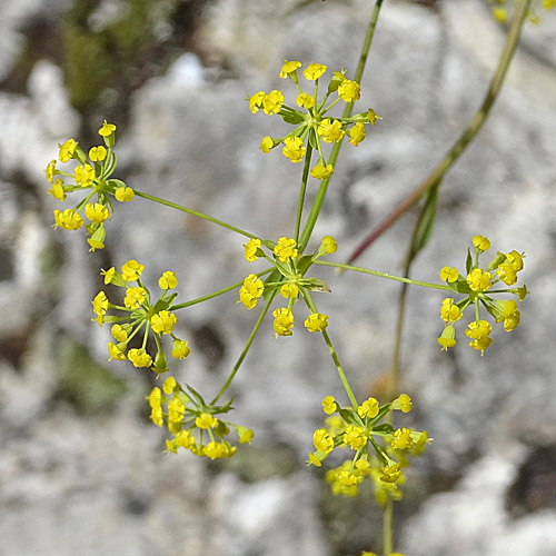 Sichelblättriges Hasenohr / Bupleurum falcatum