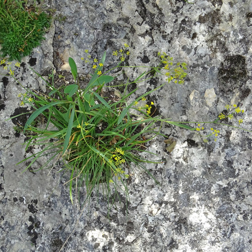 Sichelblättriges Hasenohr / Bupleurum falcatum