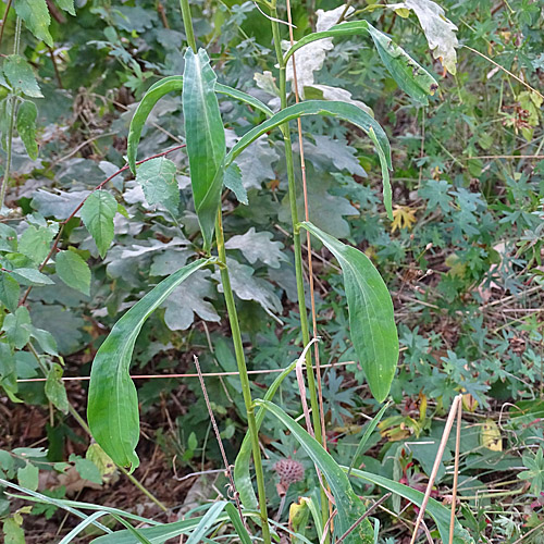 Sichelblättriges Hasenohr / Bupleurum falcatum