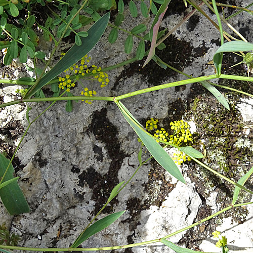 Sichelblättriges Hasenohr / Bupleurum falcatum