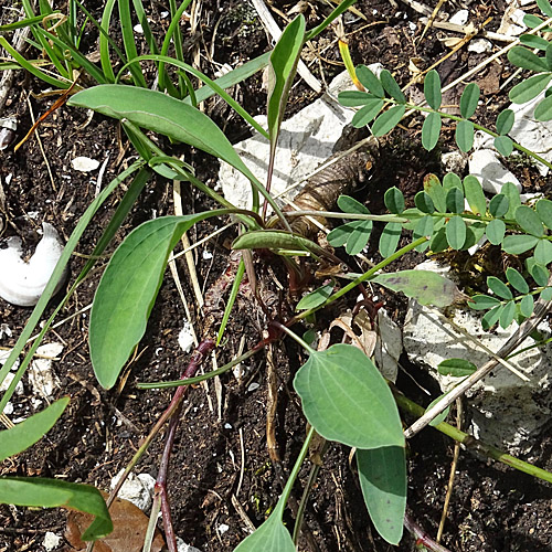 Sichelblättriges Hasenohr / Bupleurum falcatum