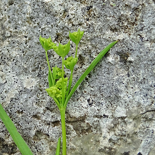 Nickendes Hasenohr / Bupleurum falcatum subsp. cernuum