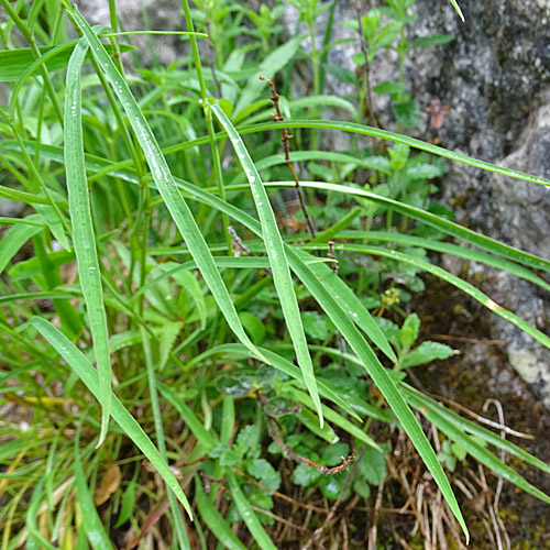 Nickendes Hasenohr / Bupleurum falcatum subsp. cernuum