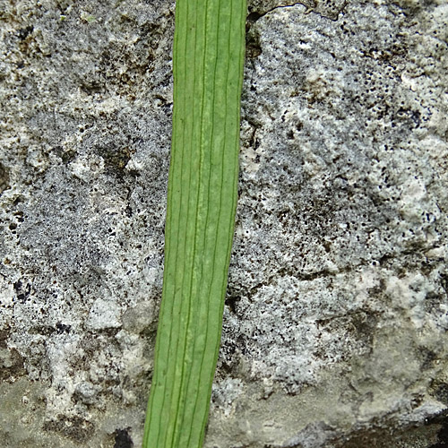 Nickendes Hasenohr / Bupleurum falcatum subsp. cernuum