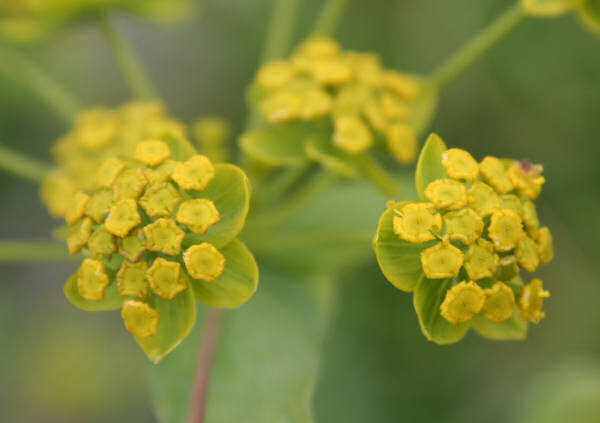 Gewöhnliches Hahnenfuss-Hasenohr / Bupleurum ranunculoides