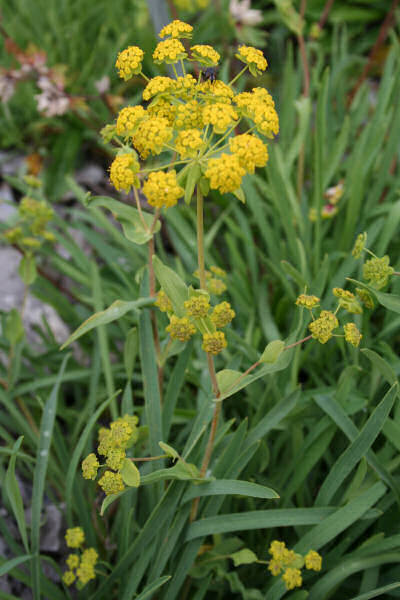 Gewöhnliches Hahnenfuss-Hasenohr / Bupleurum ranunculoides