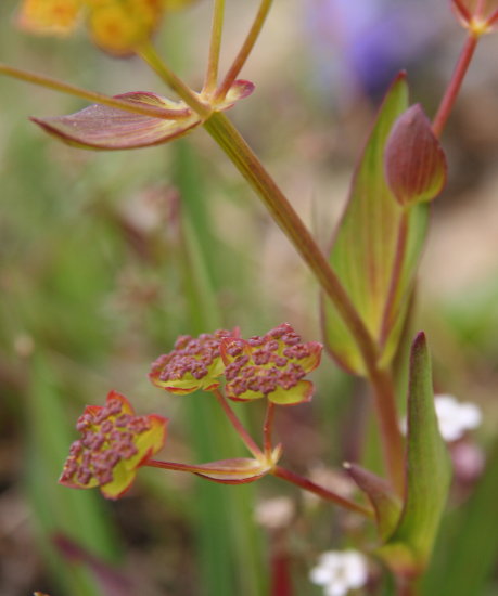 Gewöhnliches Hahnenfuss-Hasenohr / Bupleurum ranunculoides