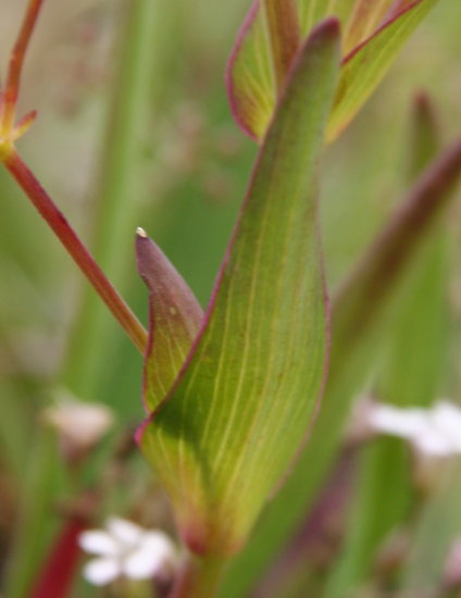 Gewöhnliches Hahnenfuss-Hasenohr / Bupleurum ranunculoides