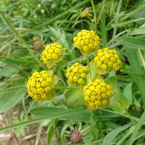 Gewöhnliches Hahnenfuss-Hasenohr / Bupleurum ranunculoides