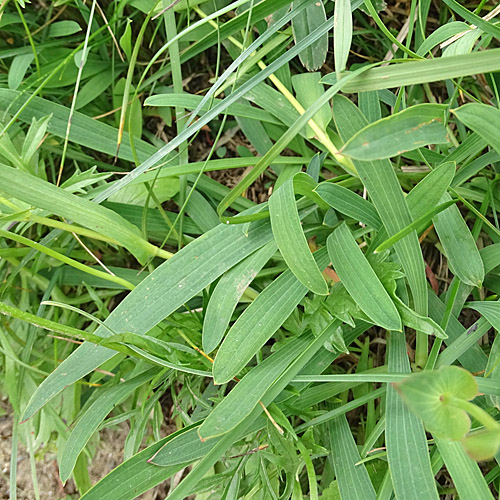 Gewöhnliches Hahnenfuss-Hasenohr / Bupleurum ranunculoides