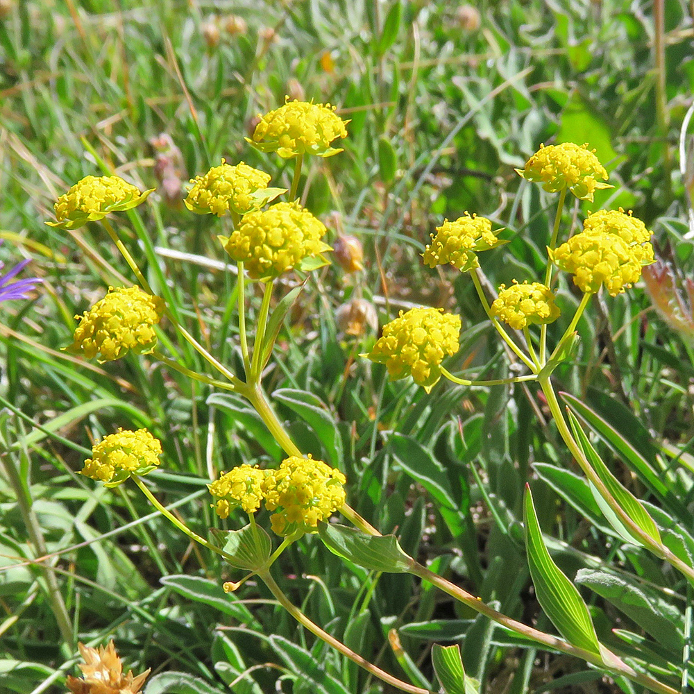 Grasblättriges Hahnenfuss-Hasenohr / Bupleurum ranunculoides subsp.caricinum