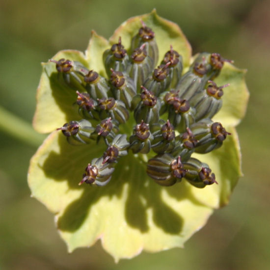 Sternblütiges Hasenohr / Bupleurum stellatum