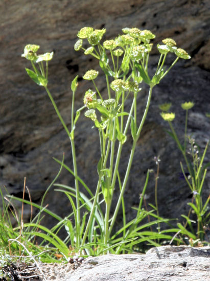 Sternblütiges Hasenohr / Bupleurum stellatum