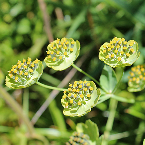 Sternblütiges Hasenohr / Bupleurum stellatum