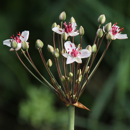 Schwanenblume / Butomus umbellatus