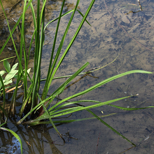 Schwanenblume / Butomus umbellatus