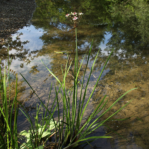 Schwanenblume / Butomus umbellatus