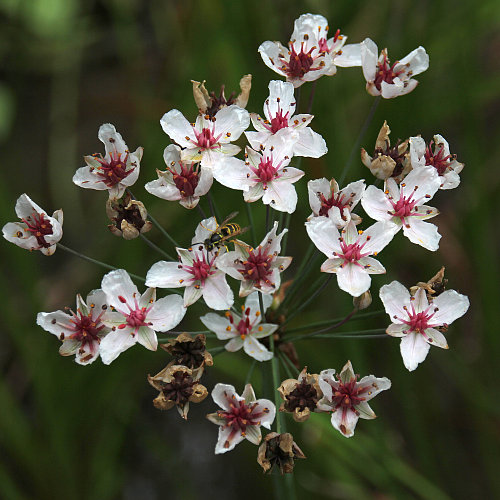 Schwanenblume / Butomus umbellatus