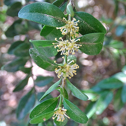 Buchs / Buxus sempervirens