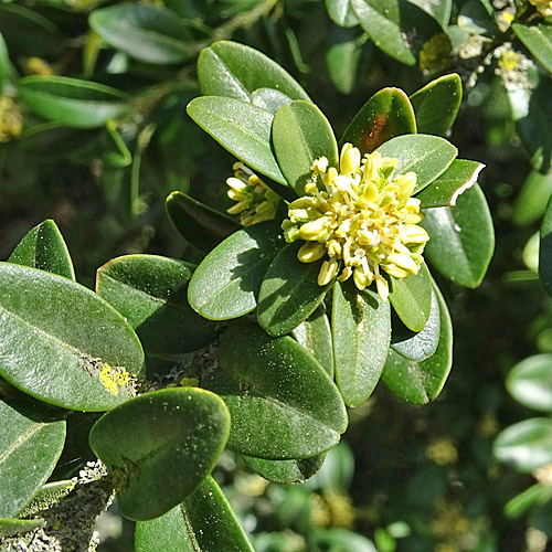 Buchs / Buxus sempervirens