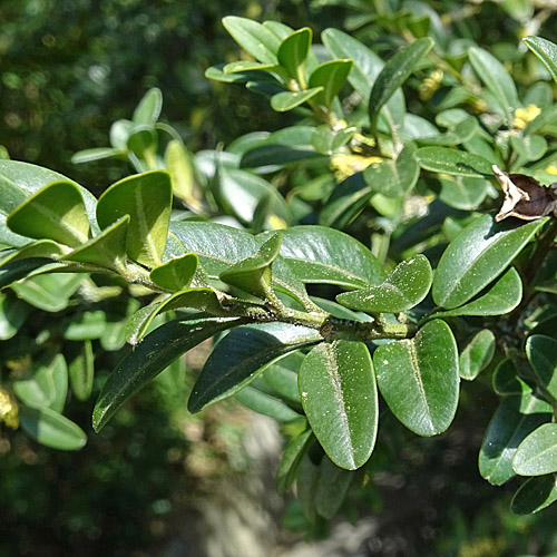 Buchs / Buxus sempervirens