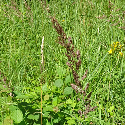 Land-Reitgras / Calamagrostis epigejos