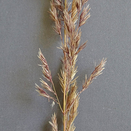 Land-Reitgras / Calamagrostis epigejos