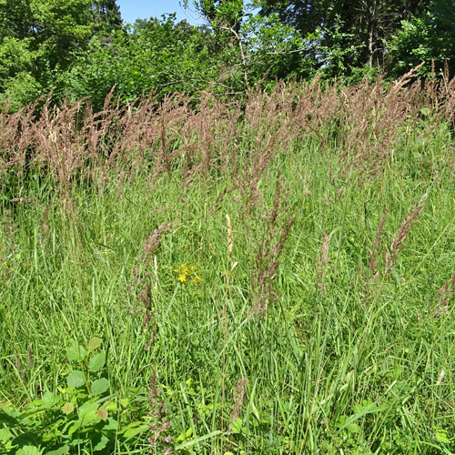 Land-Reitgras / Calamagrostis epigejos