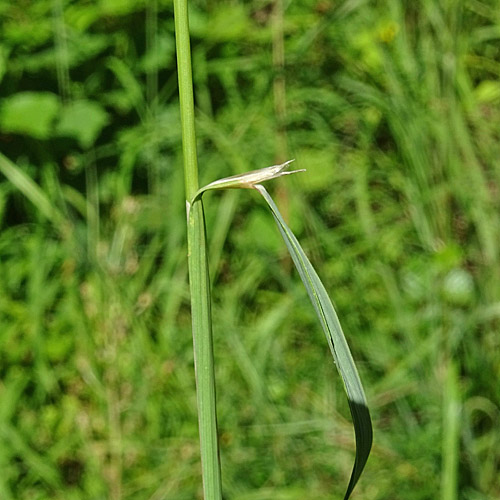 Land-Reitgras / Calamagrostis epigejos