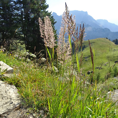 Berg-Reitgras / Calamagrostis varia