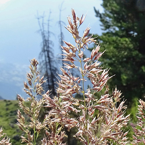 Berg-Reitgras / Calamagrostis varia