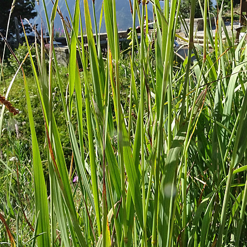 Berg-Reitgras / Calamagrostis varia